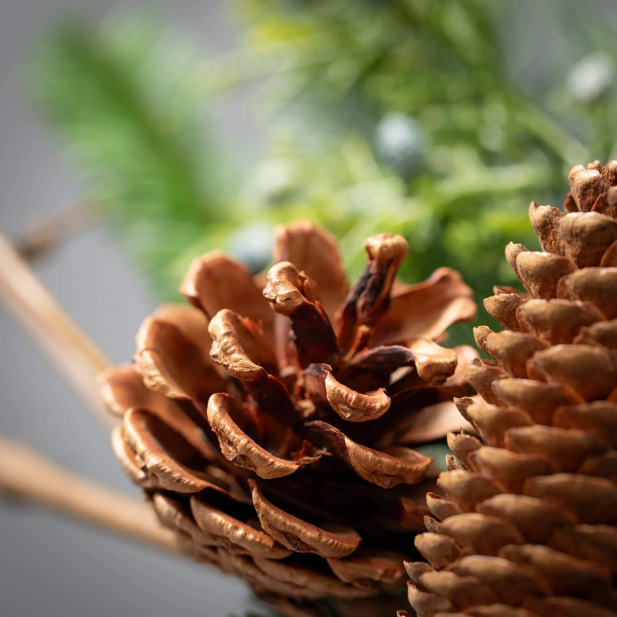 6.5" Pine W/ Cones Ring